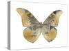Golden Butterfly II-Julia Bosco-Stretched Canvas