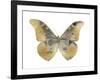 Golden Butterfly II-Julia Bosco-Framed Art Print