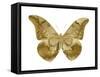 Golden Butterfly III-Julia Bosco-Framed Stretched Canvas