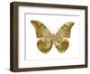 Golden Butterfly III-Julia Bosco-Framed Art Print