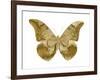 Golden Butterfly III-Julia Bosco-Framed Art Print