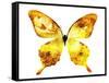 Golden Butterfly , Isolated on White-suns07butterfly-Framed Stretched Canvas