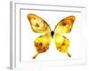 Golden Butterfly , Isolated on White-suns07butterfly-Framed Art Print