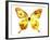 Golden Butterfly , Isolated on White-suns07butterfly-Framed Art Print