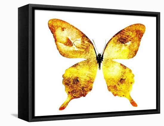 Golden Butterfly , Isolated on White-suns07butterfly-Framed Stretched Canvas