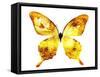 Golden Butterfly , Isolated on White-suns07butterfly-Framed Stretched Canvas