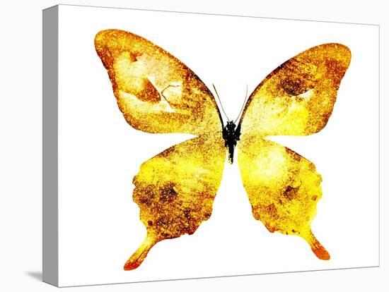 Golden Butterfly , Isolated on White-suns07butterfly-Stretched Canvas