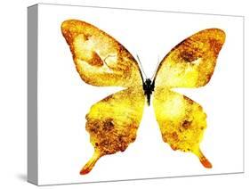 Golden Butterfly , Isolated on White-suns07butterfly-Stretched Canvas