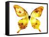 Golden Butterfly , Isolated on White-suns07butterfly-Framed Stretched Canvas