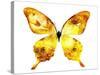 Golden Butterfly , Isolated on White-suns07butterfly-Stretched Canvas