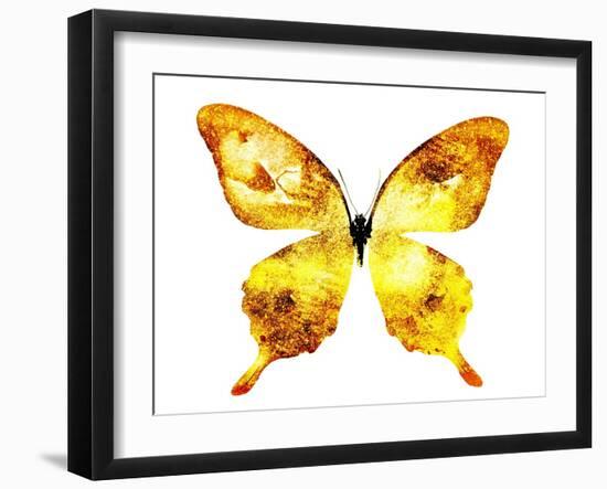 Golden Butterfly , Isolated on White-suns07butterfly-Framed Art Print