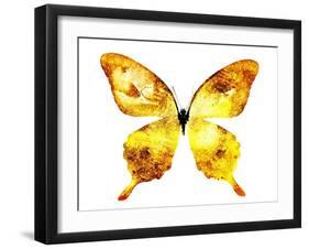 Golden Butterfly , Isolated on White-suns07butterfly-Framed Art Print