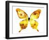 Golden Butterfly , Isolated on White-suns07butterfly-Framed Art Print