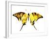 Golden Butterfly , Isolated on White-suns07butterfly-Framed Art Print