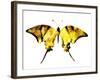 Golden Butterfly , Isolated on White-suns07butterfly-Framed Art Print