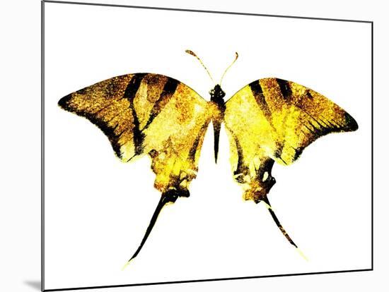 Golden Butterfly , Isolated on White-suns07butterfly-Mounted Art Print