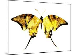 Golden Butterfly , Isolated on White-suns07butterfly-Mounted Art Print