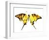 Golden Butterfly , Isolated on White-suns07butterfly-Framed Art Print