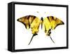 Golden Butterfly , Isolated on White-suns07butterfly-Framed Stretched Canvas