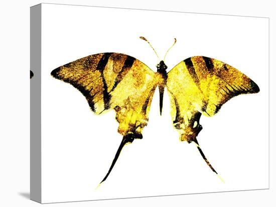 Golden Butterfly , Isolated on White-suns07butterfly-Stretched Canvas