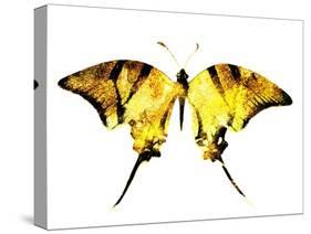 Golden Butterfly , Isolated on White-suns07butterfly-Stretched Canvas