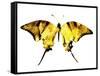 Golden Butterfly , Isolated on White-suns07butterfly-Framed Stretched Canvas