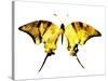 Golden Butterfly , Isolated on White-suns07butterfly-Stretched Canvas