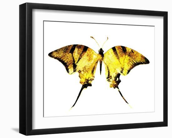 Golden Butterfly , Isolated on White-suns07butterfly-Framed Art Print