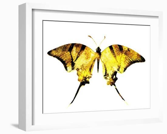 Golden Butterfly , Isolated on White-suns07butterfly-Framed Art Print