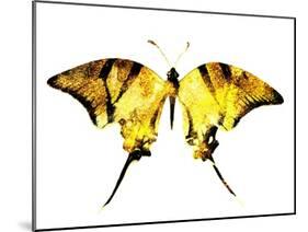 Golden Butterfly , Isolated on White-suns07butterfly-Mounted Art Print