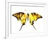 Golden Butterfly , Isolated on White-suns07butterfly-Framed Art Print