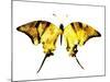 Golden Butterfly , Isolated on White-suns07butterfly-Mounted Art Print