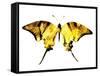 Golden Butterfly , Isolated on White-suns07butterfly-Framed Stretched Canvas