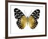 Golden Butterfly IV-Julia Bosco-Framed Art Print