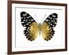 Golden Butterfly IV-Julia Bosco-Framed Art Print