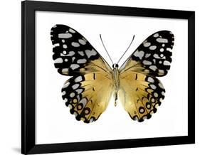 Golden Butterfly IV-Julia Bosco-Framed Art Print