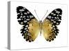 Golden Butterfly IV-Julia Bosco-Stretched Canvas