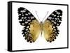 Golden Butterfly IV-Julia Bosco-Framed Stretched Canvas