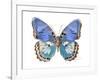 Golden Butterfly V-Julia Bosco-Framed Art Print