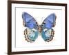 Golden Butterfly V-Julia Bosco-Framed Art Print