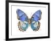 Golden Butterfly V-Julia Bosco-Framed Art Print