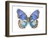 Golden Butterfly V-Julia Bosco-Framed Art Print