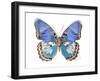 Golden Butterfly V-Julia Bosco-Framed Art Print