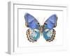 Golden Butterfly V-Julia Bosco-Framed Art Print