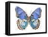 Golden Butterfly V-Julia Bosco-Framed Stretched Canvas