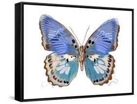 Golden Butterfly V-Julia Bosco-Framed Stretched Canvas