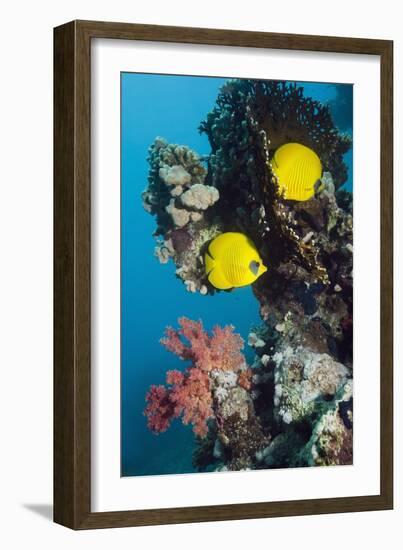 Golden Butterflyfish-Georgette Douwma-Framed Photographic Print