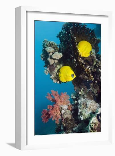 Golden Butterflyfish-Georgette Douwma-Framed Photographic Print