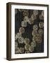 Golden Buttons I-Aimee Wilson-Framed Art Print