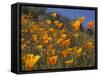 Golden California Poppies, Santa Cruz Coast, California, USA-Tom Norring-Framed Stretched Canvas